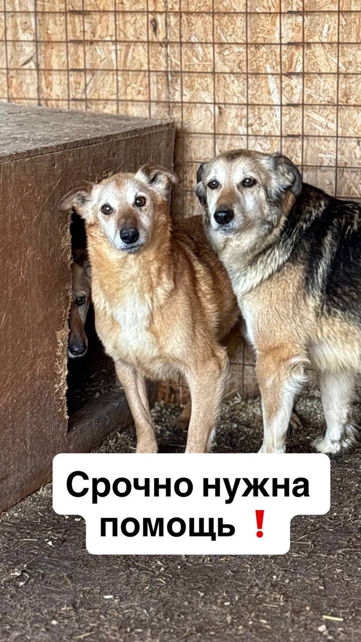 Фонд «Приют для бездомных животных «Вега» - 93